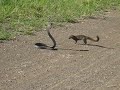 cobra vs mongoose