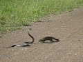 cobra vs mongoose