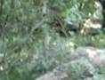 Couger Cubs
