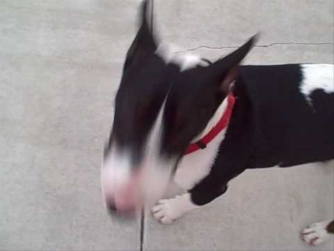 bul terrier