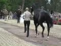 zara phillips and william fox-pitt at the first horse inspection before the 2008 badminton horse trials got underway