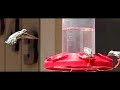 Humming Bird @ 20x