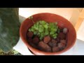 Hidroponia Urgbana / Hidroponics System