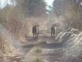 Two Lionesses walking