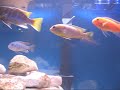 African Cichlids August 2007
