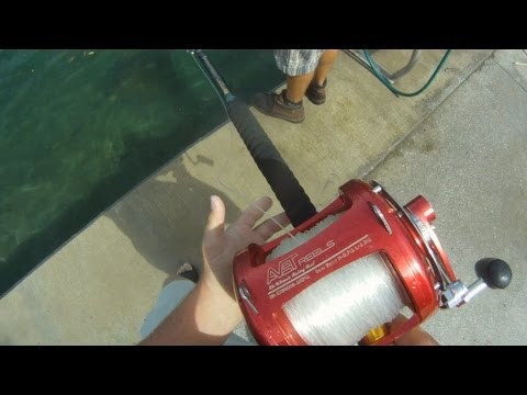 Monster Stingray VS Avet 80w!
