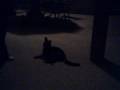 Baxter the cute flying kitty Baxter the cute flying kitty