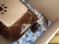 my cute kittens here to make you smile