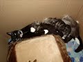 My Cute Kittens Here To Make You smile