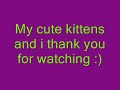 my cute kittens here to make you smile