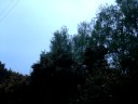 Sadly, Life is not always a Bed of Bluebells and I have found that nightingales prefer to sing from the prickly protection of Gorse Bushes. Here is a little video taken back at Dawn in early May 2006