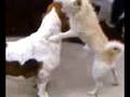 videos de dogs 