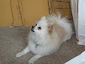 Dolce the singing Pomeranian! Dolce the singing Pomeranian!