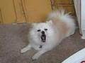 Dolce the singing Pomeranian!