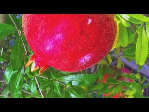 poetry..pashto.pukhto - pashto ghazal poet.......khushal khan khattak singer....khyal mohammad lyrics........ kala khpal basher da gul ghunde numa ye kala kala da bulbul pa jaba way...
