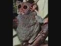 videos de scary animals