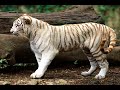 White Tigers