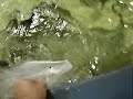 feeding sting rays part3