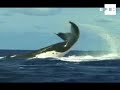 Carne de ballena pierde popularidad entre jóvenes japoneses
