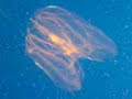 Jelly Fish
