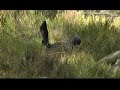 Capercaillie fight - tiurkamp