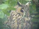 Long-eared owl  Freiston 24/10/2007