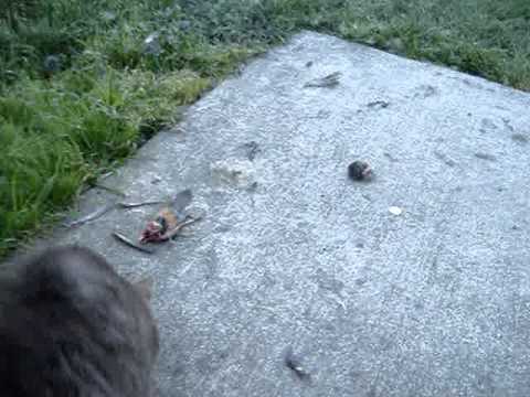 American Bobtail Cat eating a Bird