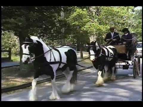 how to drive a horse carriage