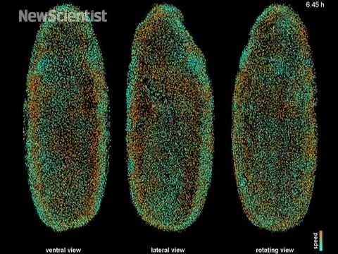 Digital Fly Embryo 