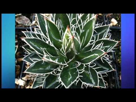 how to harvest agave plant