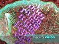 Cell Division / Zellteilung Cell Division / Zellteilung
