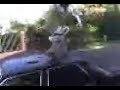frijolito corriendo por los coches