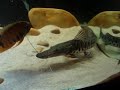 Cachara (Pseudoplathystoma fasciatum) Attack