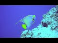 Cemetery Wall Tour With Queen Angelfish - Cayman Brac