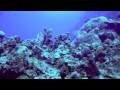 Cemetery Wall Tour With Queen Angelfish - Cayman Brac