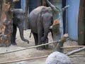 Kina in dierentuin Amersfoort