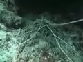 shark walk