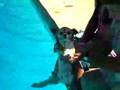 Nellie the Chihuahua Swimming.
