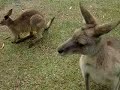 ???? Australia Zoo kangaroo
