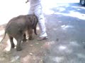 Baby elephant escape in yala