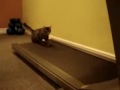 cats on a treadmill