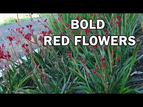 how to fertilize kangaroo paw