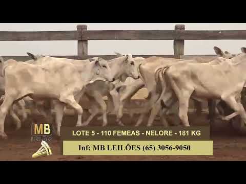 8� LEIL�O PRESENCIAL E VIRTUAL - LUCIANO DUARTE & CONVIDADOS