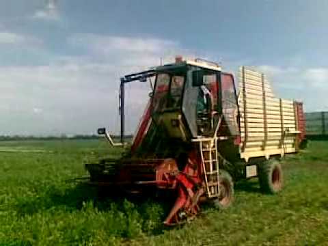how to harvest lovage