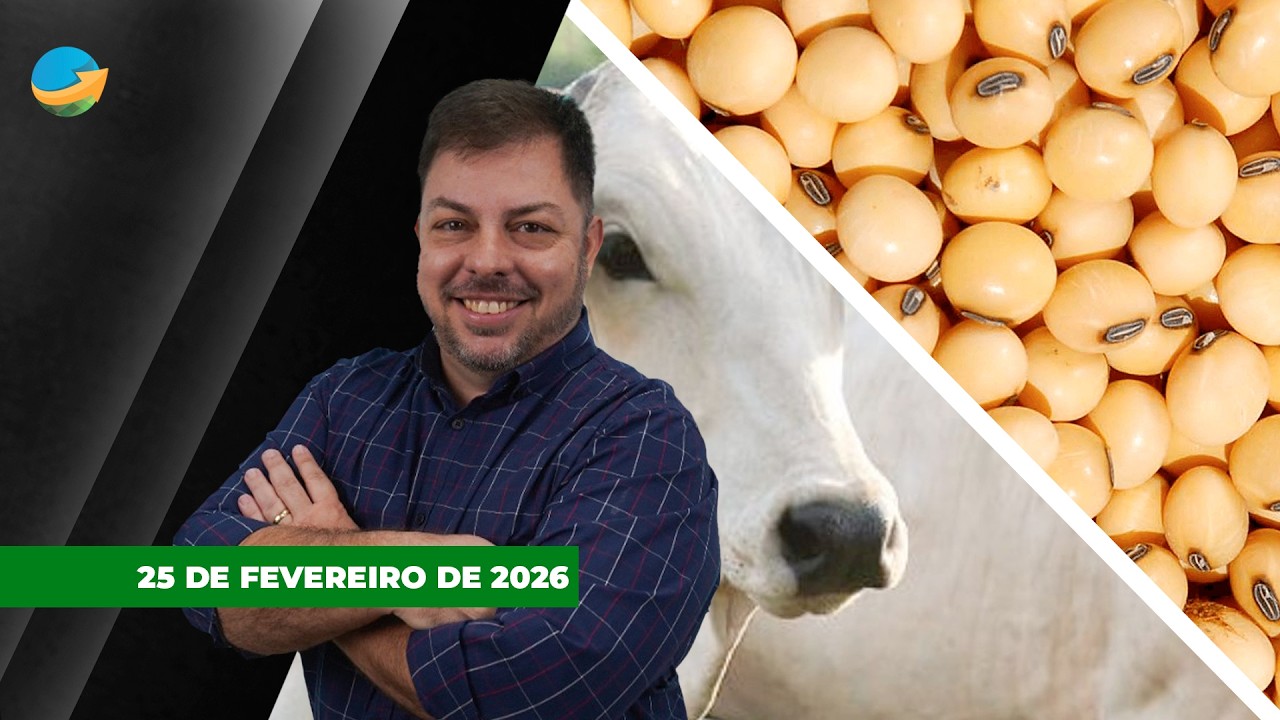 Alta da arroba tem fatores limitantes, mas trajetória é positiva para os preços; Soja sobe em...