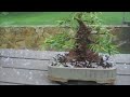 Bonsai in the hail
