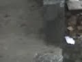ANG PUSA.3gp