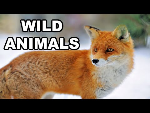 FUN Animal Adventure for Kids! (EXPLORING for WILD Animals!)