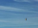 T-Rex 500 Flight