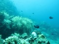 The Happy Diver - Atlantis Bali Scuba Diving